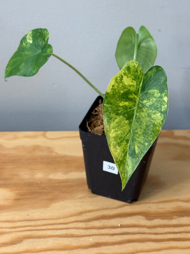30. Alocasia Gageana Aurea Variegated