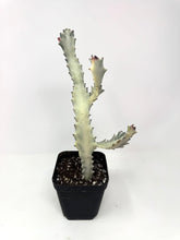 Load image into Gallery viewer, Euphorbia Lactea ‘White Ghost’ (large size) (Ships within Canada only)
