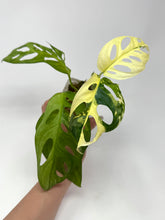 Load image into Gallery viewer, Monstera Adansonii Albo Variegated