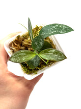 Load image into Gallery viewer, Hoya Biakensis Splash