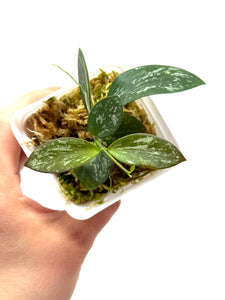 Hoya Biakensis Splash