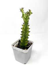 Load image into Gallery viewer, Euphorbia Trigona ‘Mint Cream’ (Ships within Canada only)