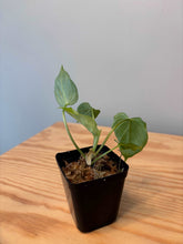 Load image into Gallery viewer, 54. Philodendron Verrucosum (juvenile)