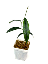 Load image into Gallery viewer, Hoya Sammannaniana