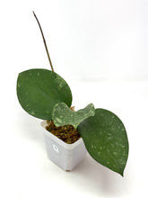 Load image into Gallery viewer, Hoya Glabra Silver D