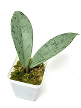Load image into Gallery viewer, Hoya Pubicalyx Pink Silver Ghost E