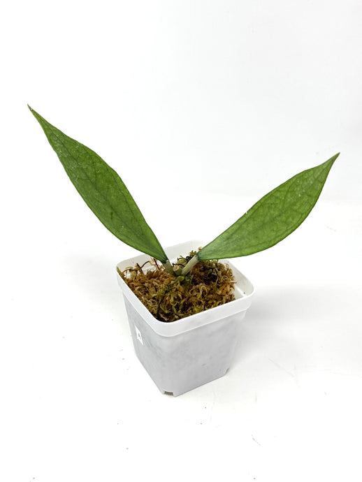 Hoya Germany Silver A