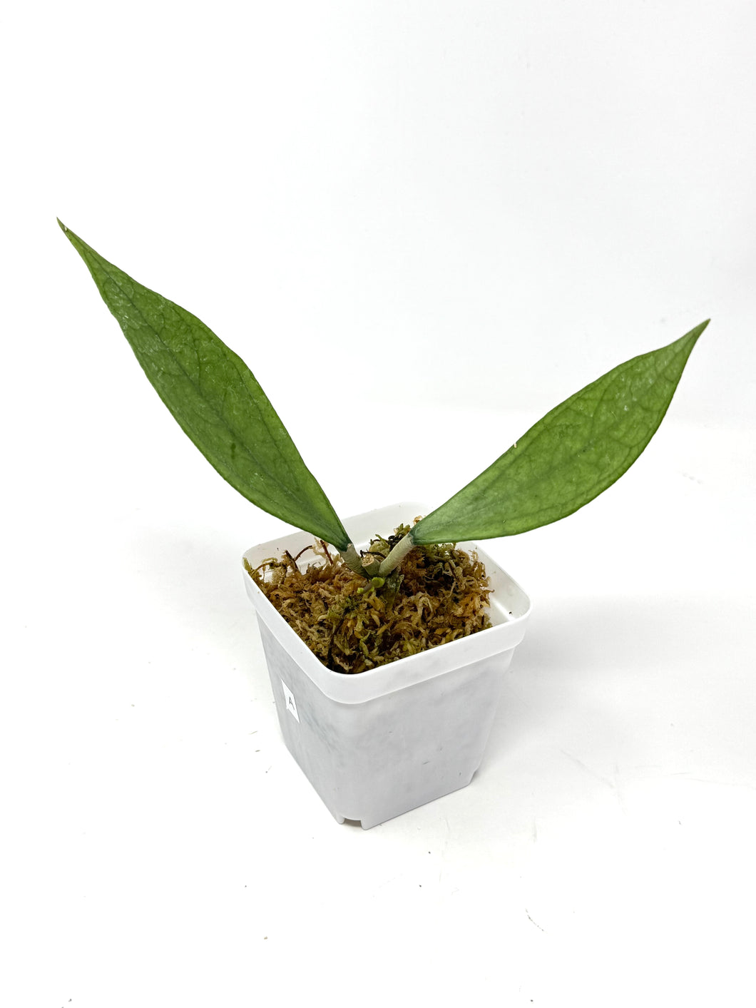 Hoya Germany Silver A