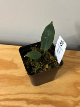 Load image into Gallery viewer, 43. Hoya Inflata