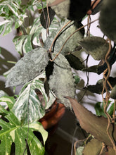 Load image into Gallery viewer, Hoya Caudata Silver Ghost