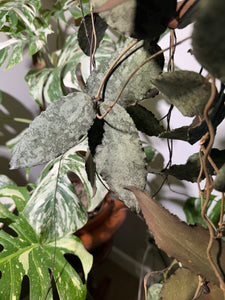 Hoya Caudata Silver Ghost