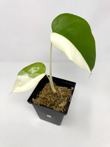 Monstera Deliciosa Albo Variegated B