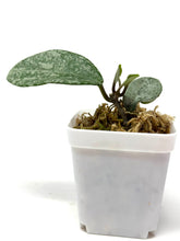 Load image into Gallery viewer, Hoya Carnosa ‘Grey Ghost’