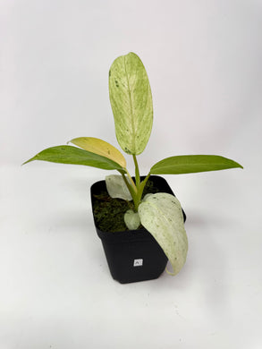Philodendron Whipple Way A
