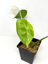 Load image into Gallery viewer, Monstera Deliciosa Albo Variegated C