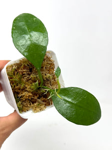 Hoya Benchaii