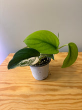 Load image into Gallery viewer, 189. Scindapsus Jade Satin Variegated