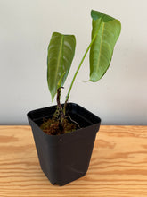 Load image into Gallery viewer, 261. Philodendron Sharoniae