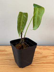 261. Philodendron Sharoniae