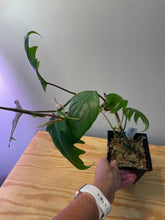 Load image into Gallery viewer, 68. Philodendron Mayoi