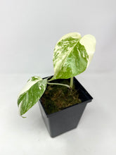 Load image into Gallery viewer, Monstera Deliciosa Albo Variegated B