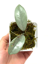Load image into Gallery viewer, Hoya Wilbur Graves Silver E