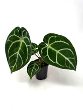 Load image into Gallery viewer, Anthurium Dorayaki