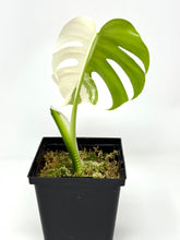 Load image into Gallery viewer, Monstera Deliciosa Albo Variegated I