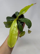 Load image into Gallery viewer, Nepenthes Dyeriana