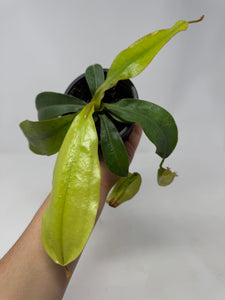 Nepenthes Dyeriana