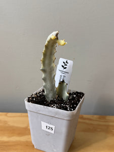 124. Euphorbia Lactea Ghost (ships within Canada only)