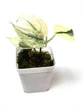 Load image into Gallery viewer, Scindapsus Mayari Variegated G