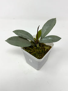 Hoya Wilbur Graves Silver C