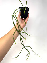 Load image into Gallery viewer, Rhipsalis Baccifera (Ships within Canada only)