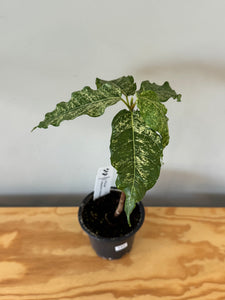 131. Ficus Aspera Variegated
