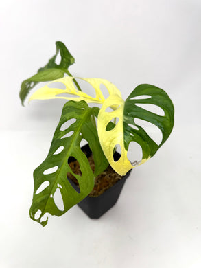 Monstera Adansonii Variegated B