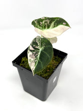 Load image into Gallery viewer, Alocasia Black Velvet Variegated A
