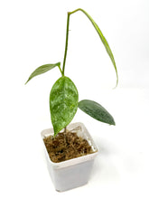 Load image into Gallery viewer, Hoya Coriacea Silver