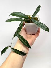 Load image into Gallery viewer, Hoya Minibelle Splash