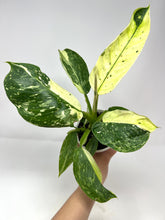 Load image into Gallery viewer, Philodendron Jose Buono (high variegation) 4”
