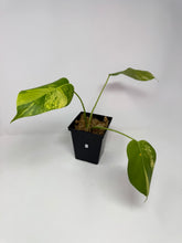 Load image into Gallery viewer, Monstera Deliciosa Aurea Variegated F