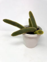 Load image into Gallery viewer, Cleistocactus Winteri “Golden Rat Tail” 6” Hanging Basket - Ships within Canada only