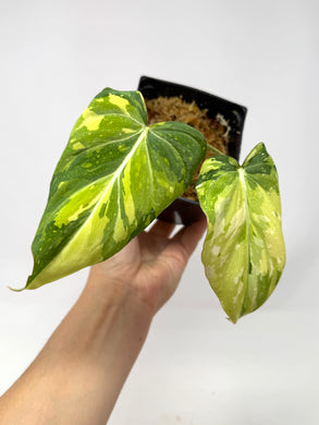 Philodendron Gloriosum Variegated A