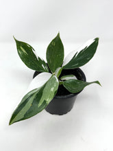 Load image into Gallery viewer, Philodendron White Wizard (high variegation)