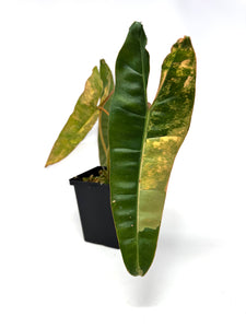 Philodendron Billietiae Variegated A