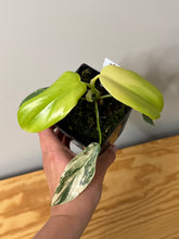 Load image into Gallery viewer, 83. Philodendron Bipennifolium Variegated