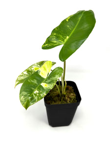 Philodendron Burle Marx Variegated