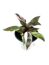 Load image into Gallery viewer, Philodendron Pink Princess (high variegation)