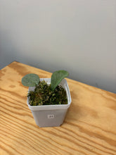 Load image into Gallery viewer, 21. Hoya Carnosa ‘Grey Ghost’
