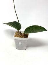 Load image into Gallery viewer, Hoya Glabra Silver H